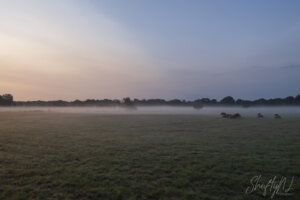 Slowing down on my daily photo posts